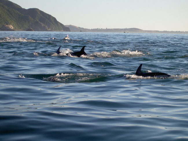 dolphins