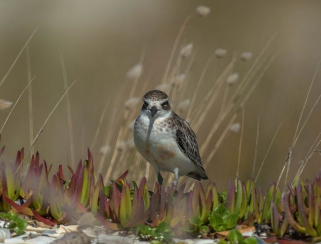 post-rsz_new_zealand_dotterel (1)