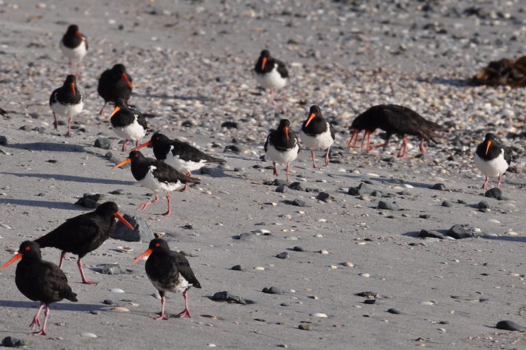 Gp of VOCs & SIPO_0541