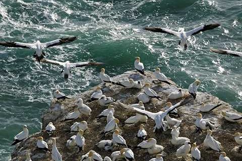 gannets-at-muriwai