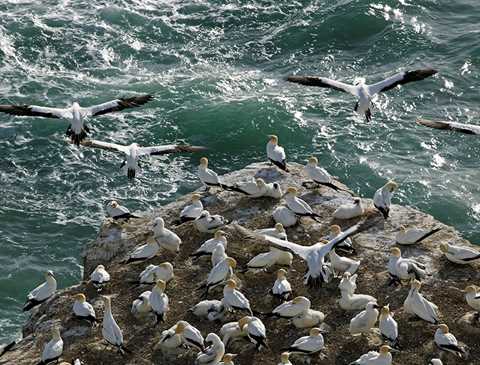 gannets-at-muriwai