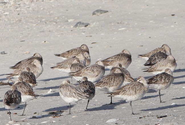 Bar tailed Godwits resting at high tide