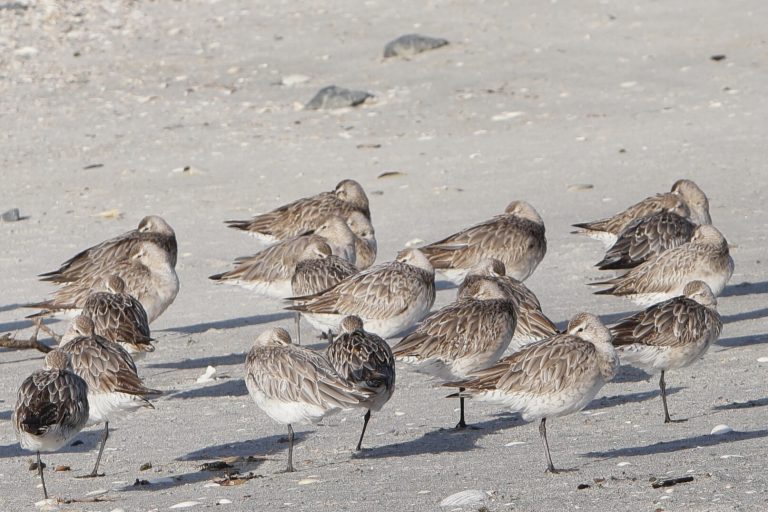 Bar tailed Godwits resting at high tide