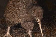 kiwi