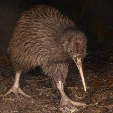 kiwi