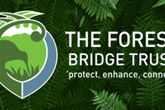 Forest Bridge
