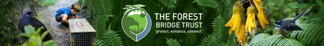 Forest Bridge