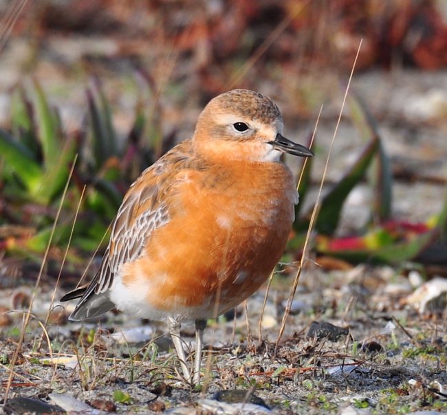 Male Northern NZ dotterel in breeding plumage _M.Ward