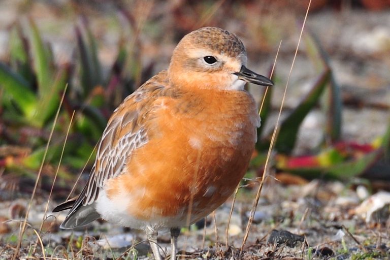 Male Northern NZ dotterel in breeding plumage _M.Ward